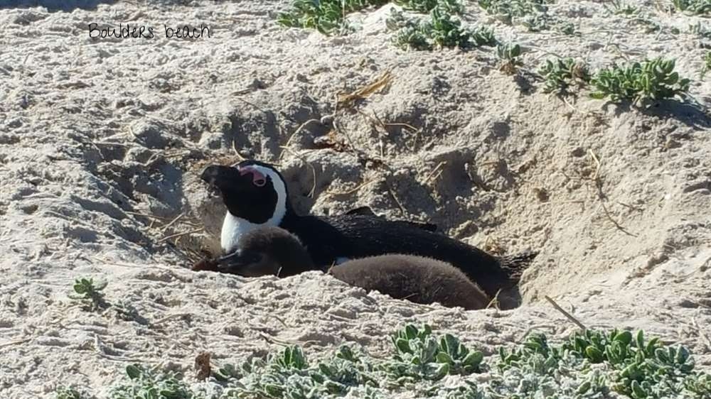Boulders beach