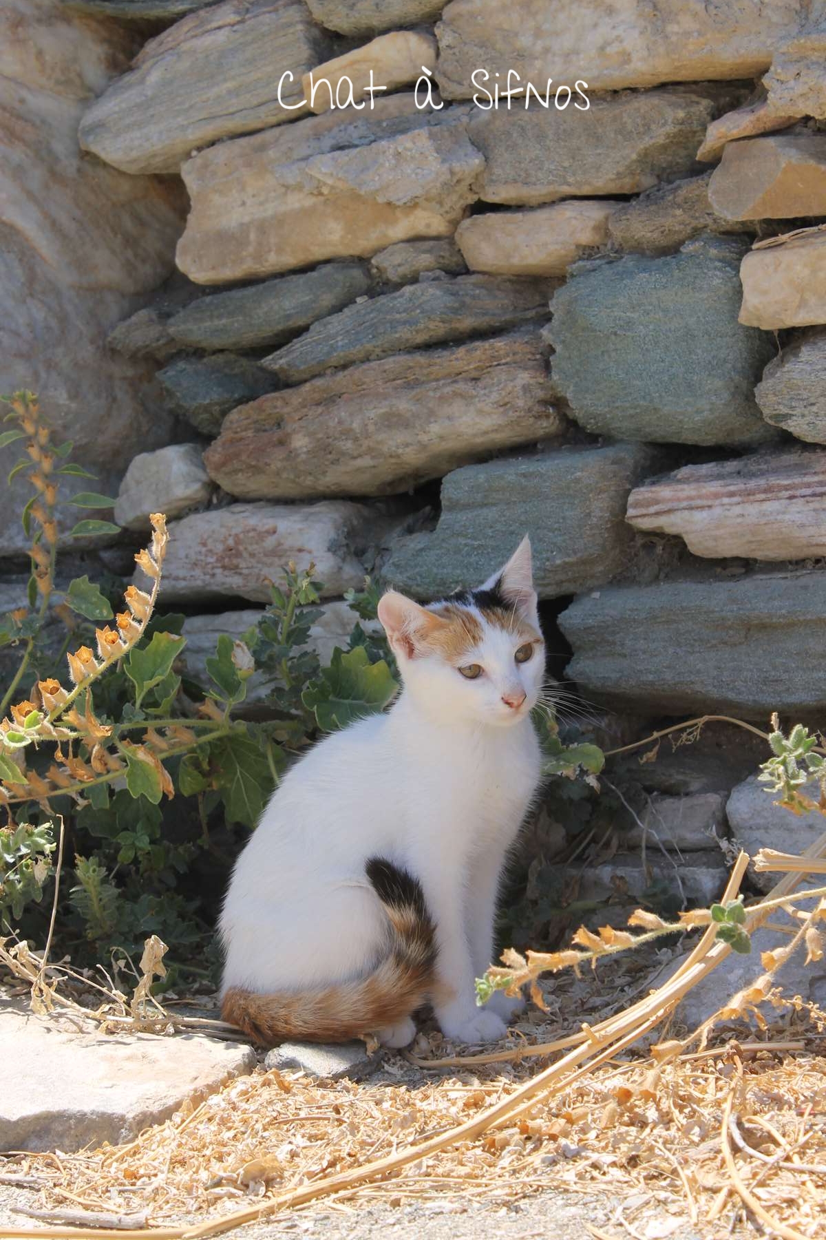 chat sifnos