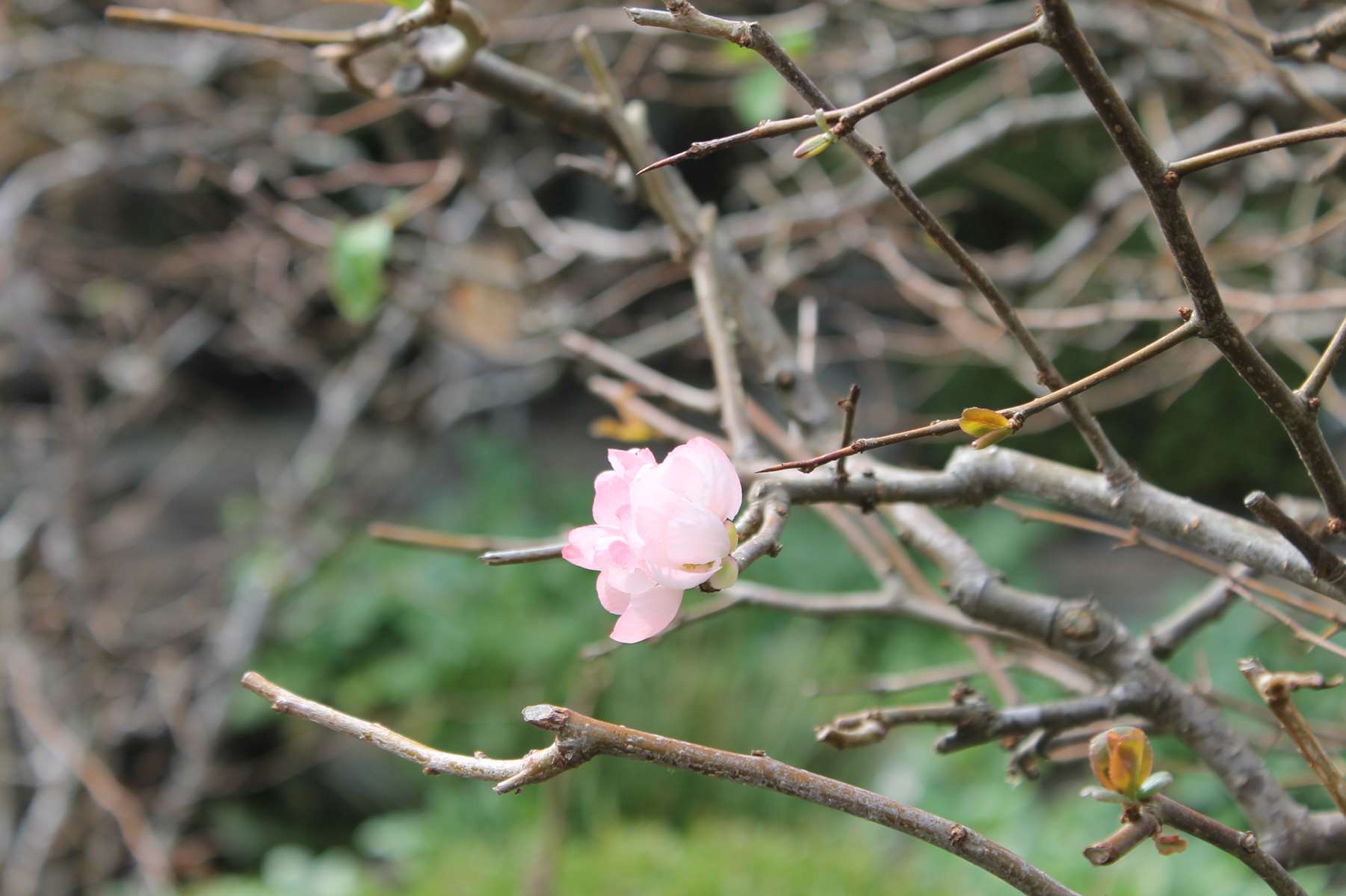 Kamakura Sakura