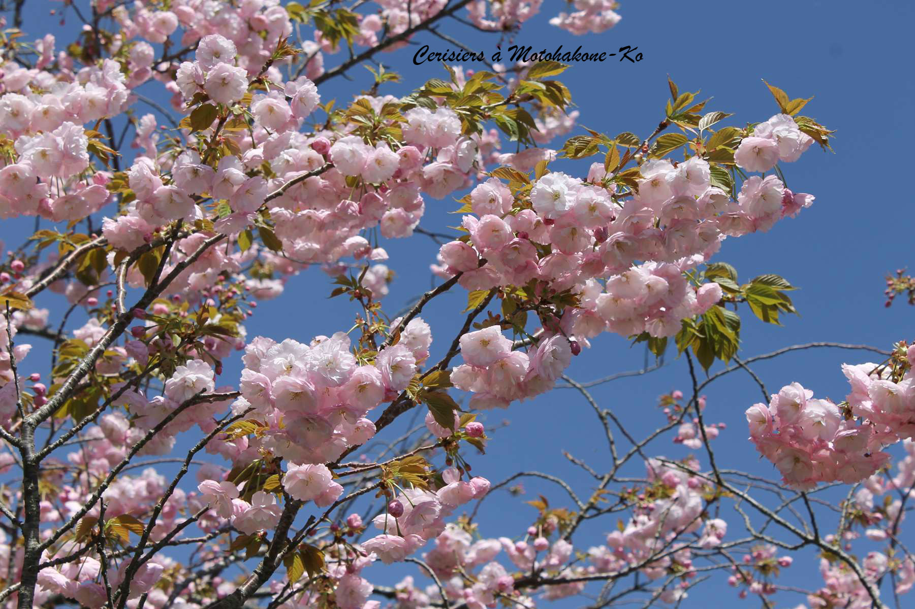 Cerisiers à Motohakone-Ko