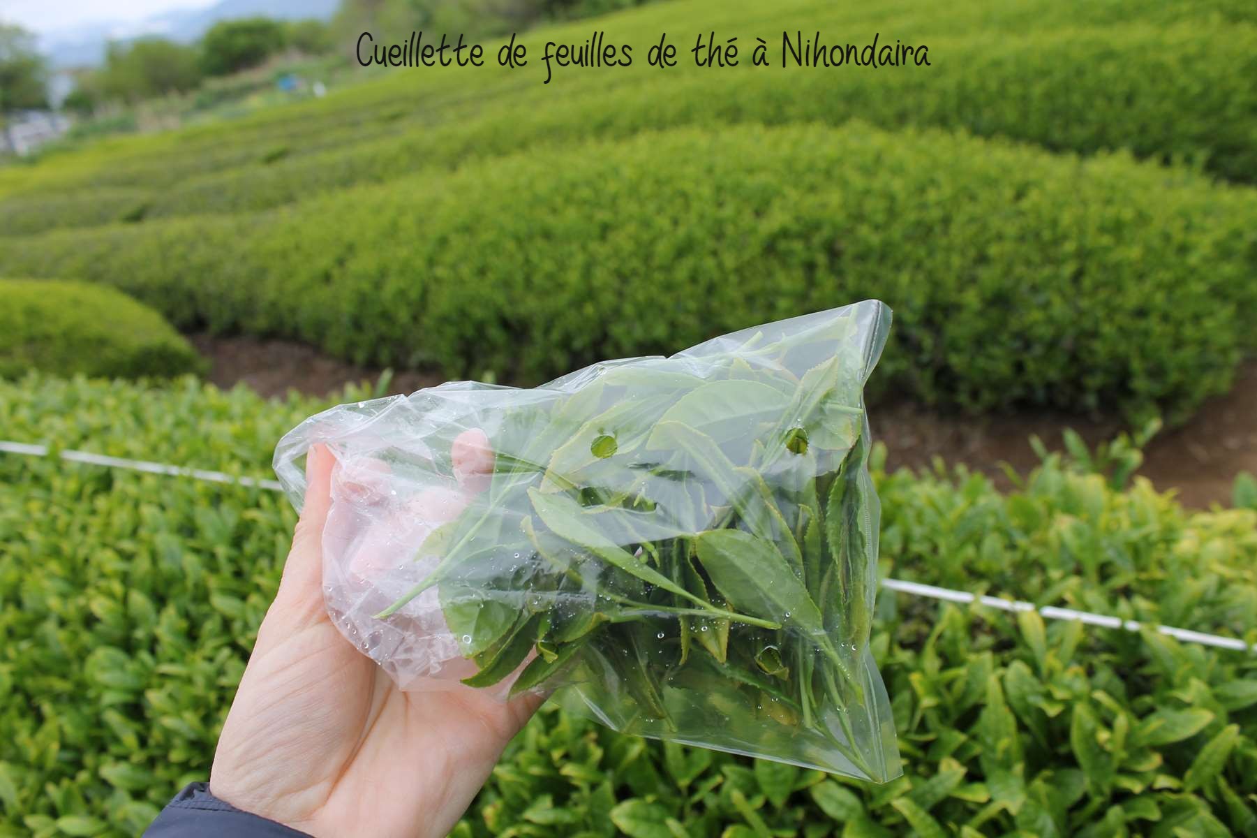 Cueillette thé Nihondaira Shizuoka