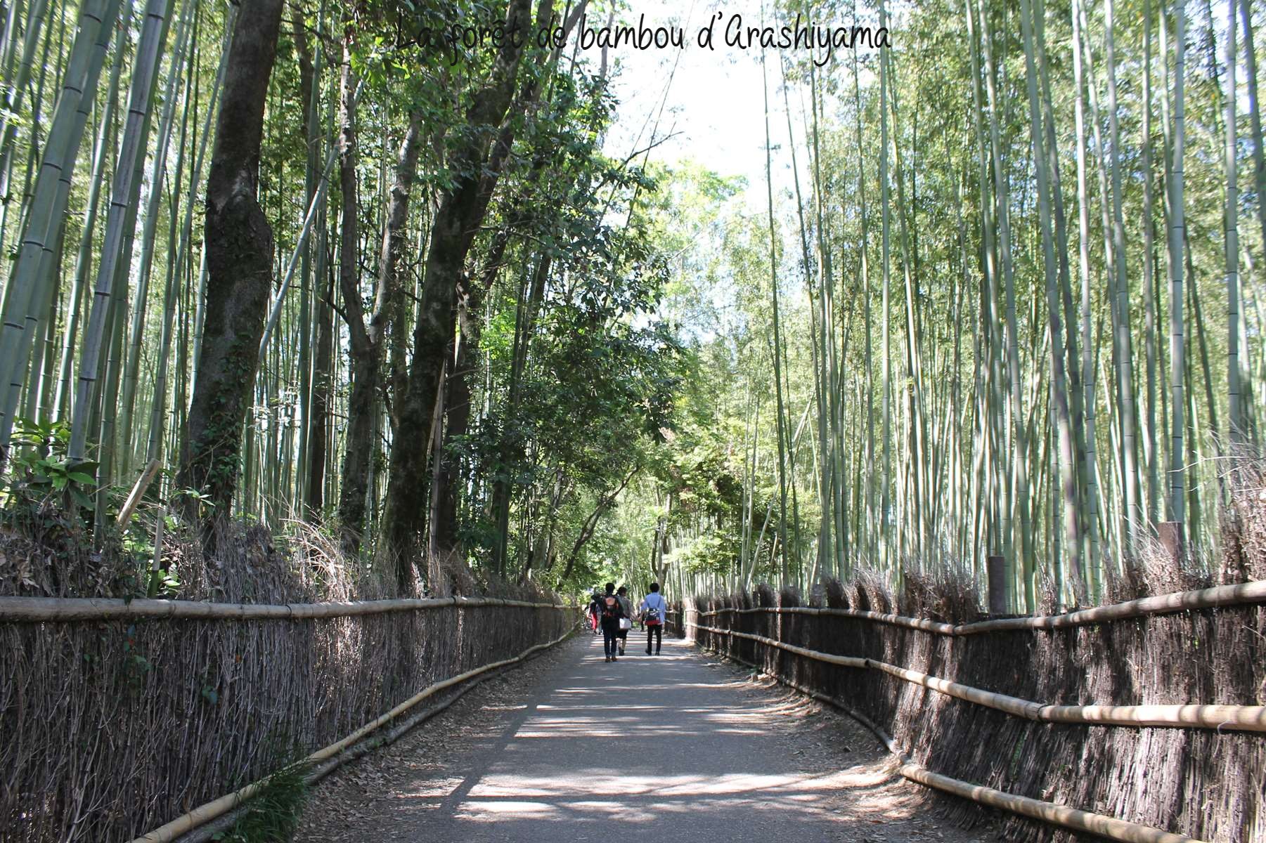 Arashiyama Kyoto bambou