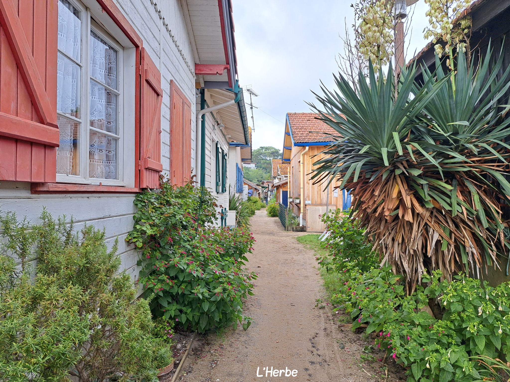 L'Herbe bassin d'arcachon