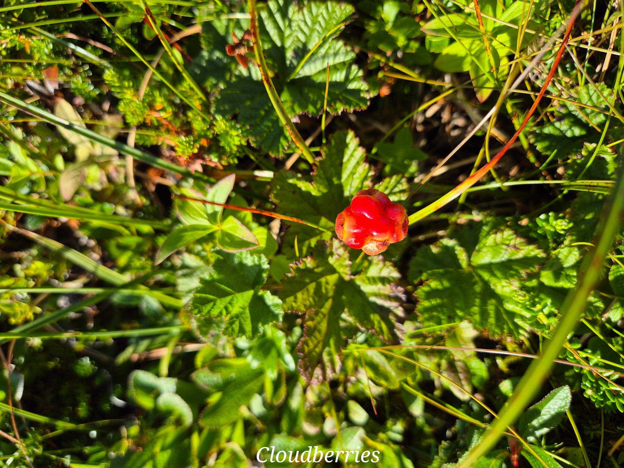 Clouberries Lofoten