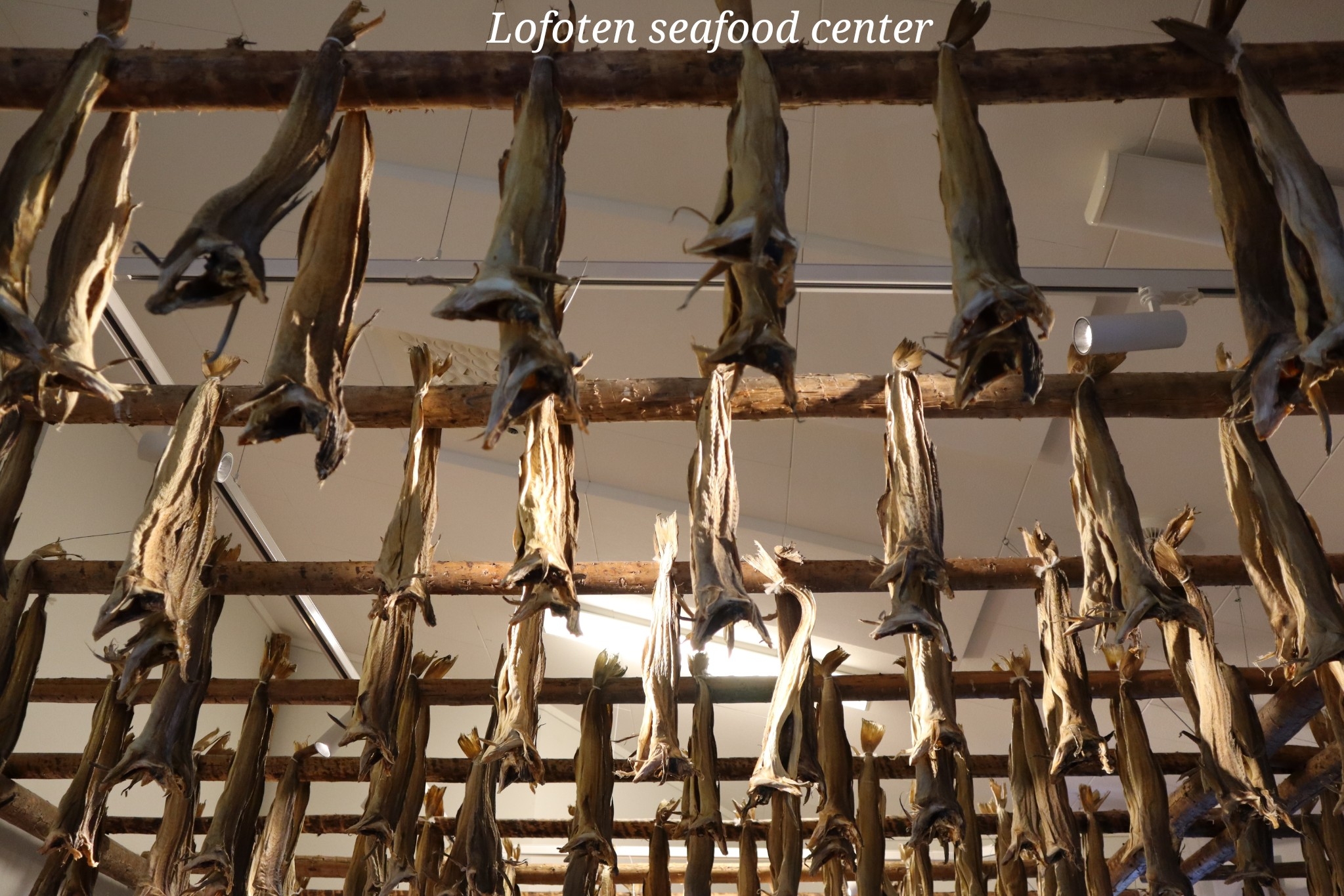 Lofoten seafood center
