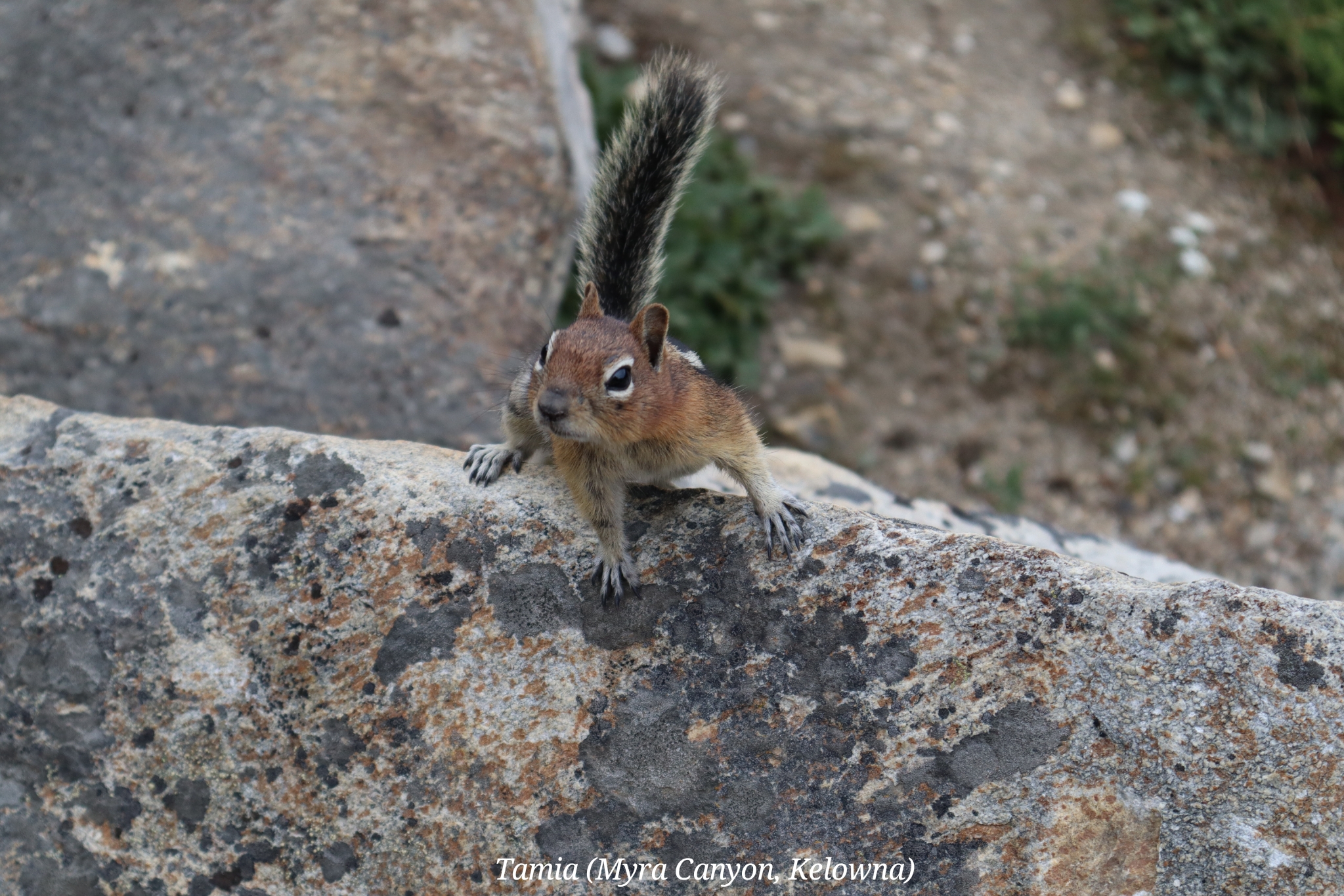 Myra Canyon Kelowna Canada