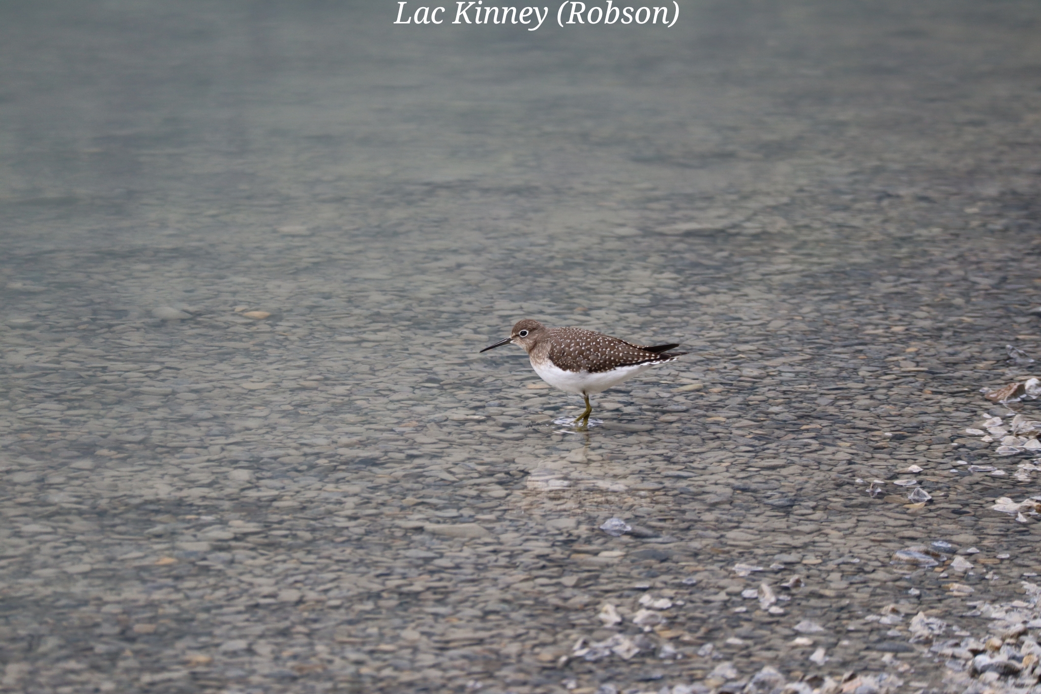 Kinney Robson Canada