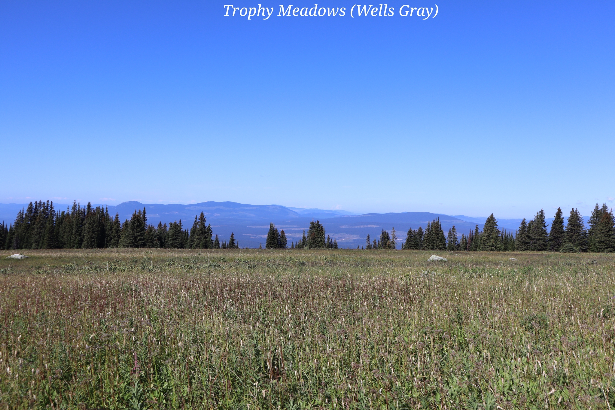 Trophy Meadows Wells gray Canada