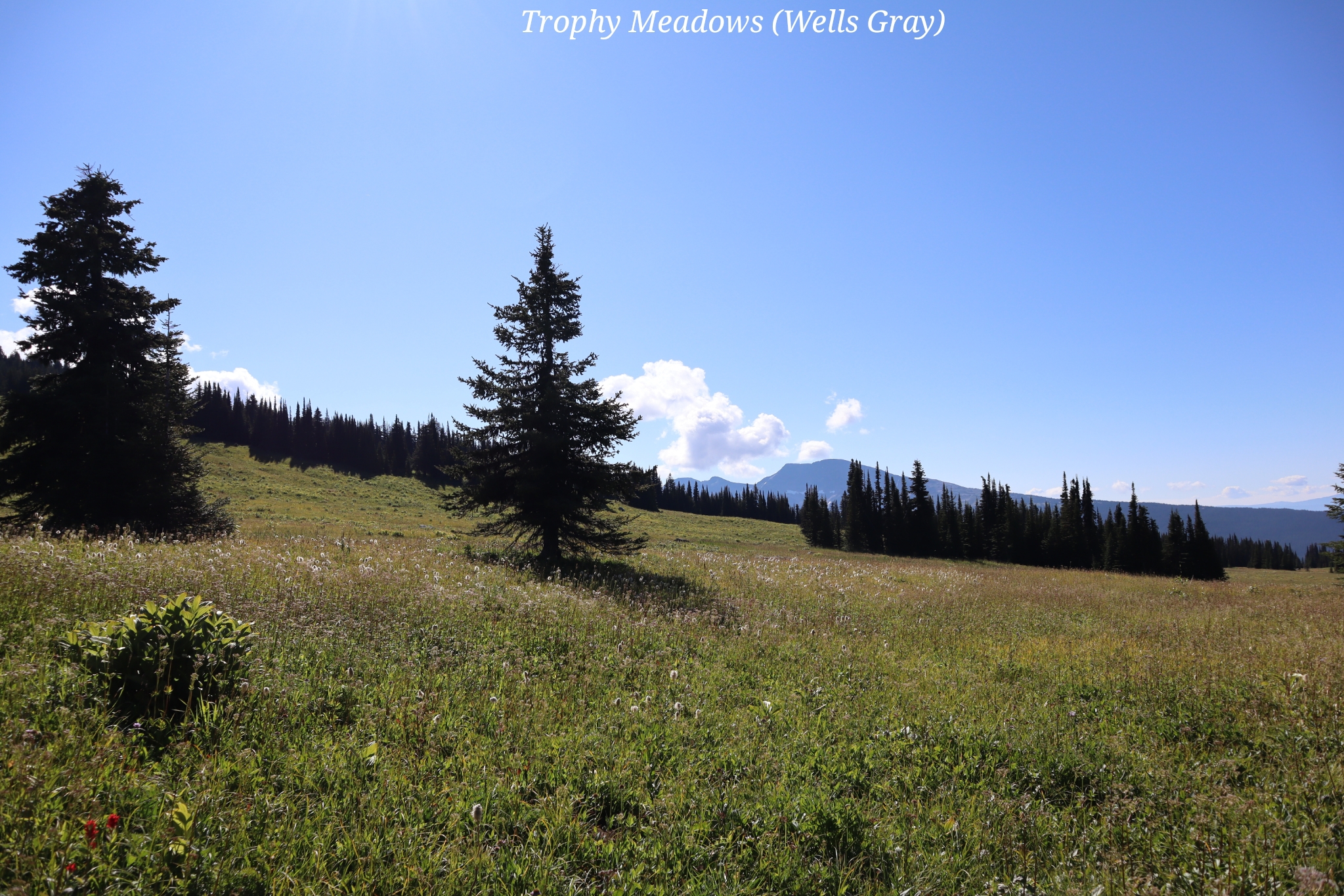 Trophy Meadows Wells gray Canada