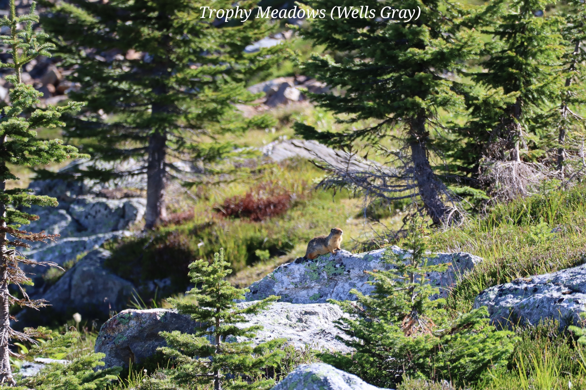 Trophy Meadows Wells gray Canada