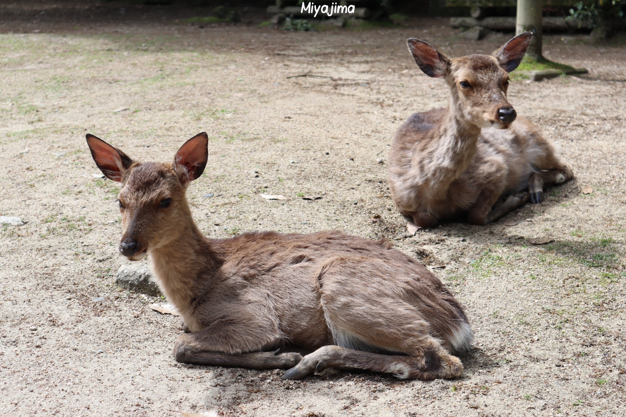 Miyajima Hiroshima Japon