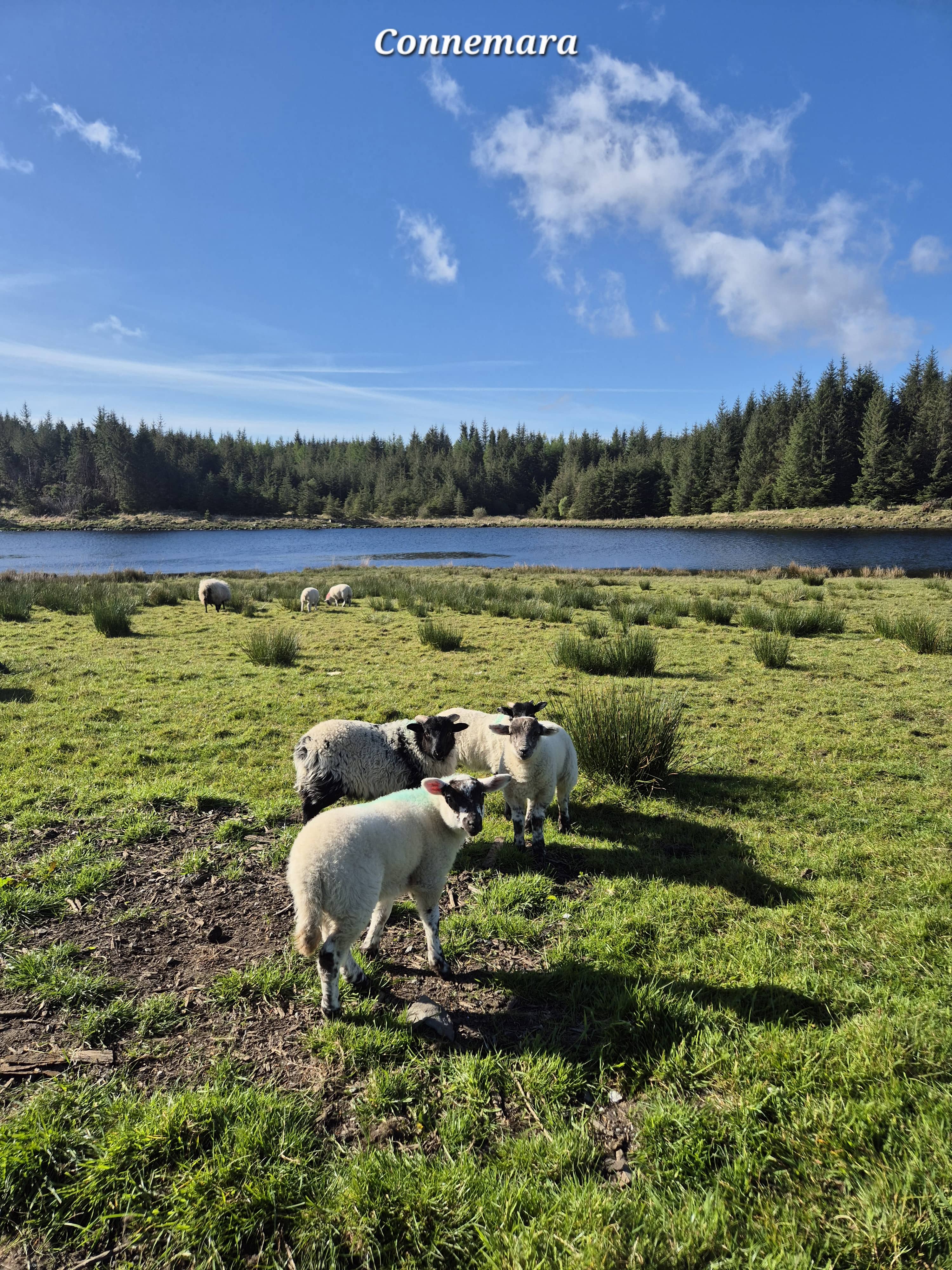 Connemara