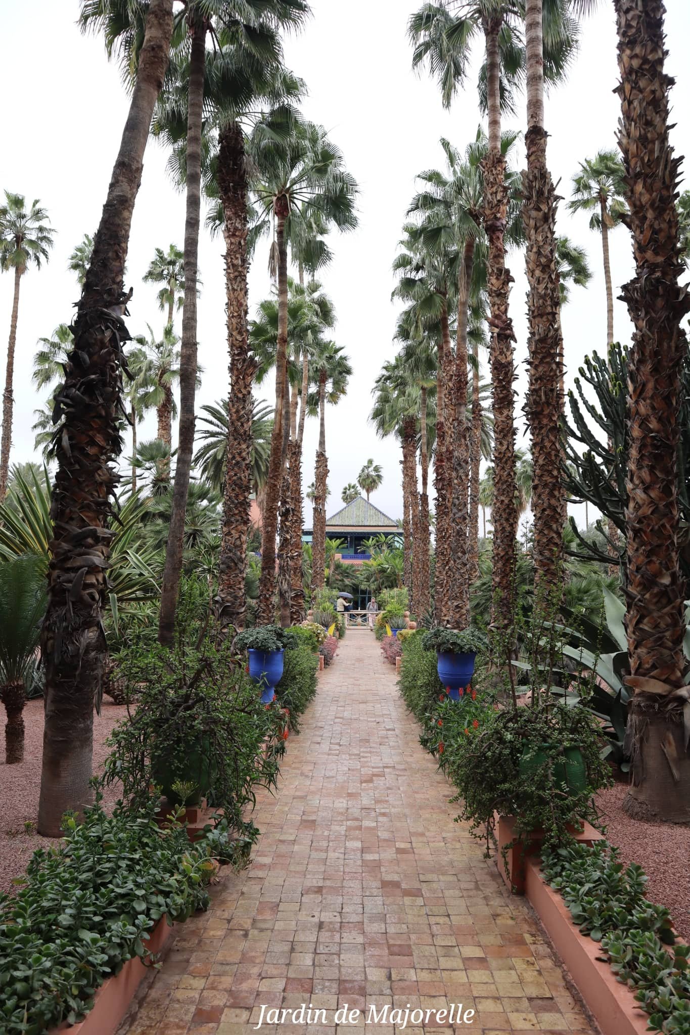 Marrakech - jardin de Majorelle - allée et palmiers - voyage