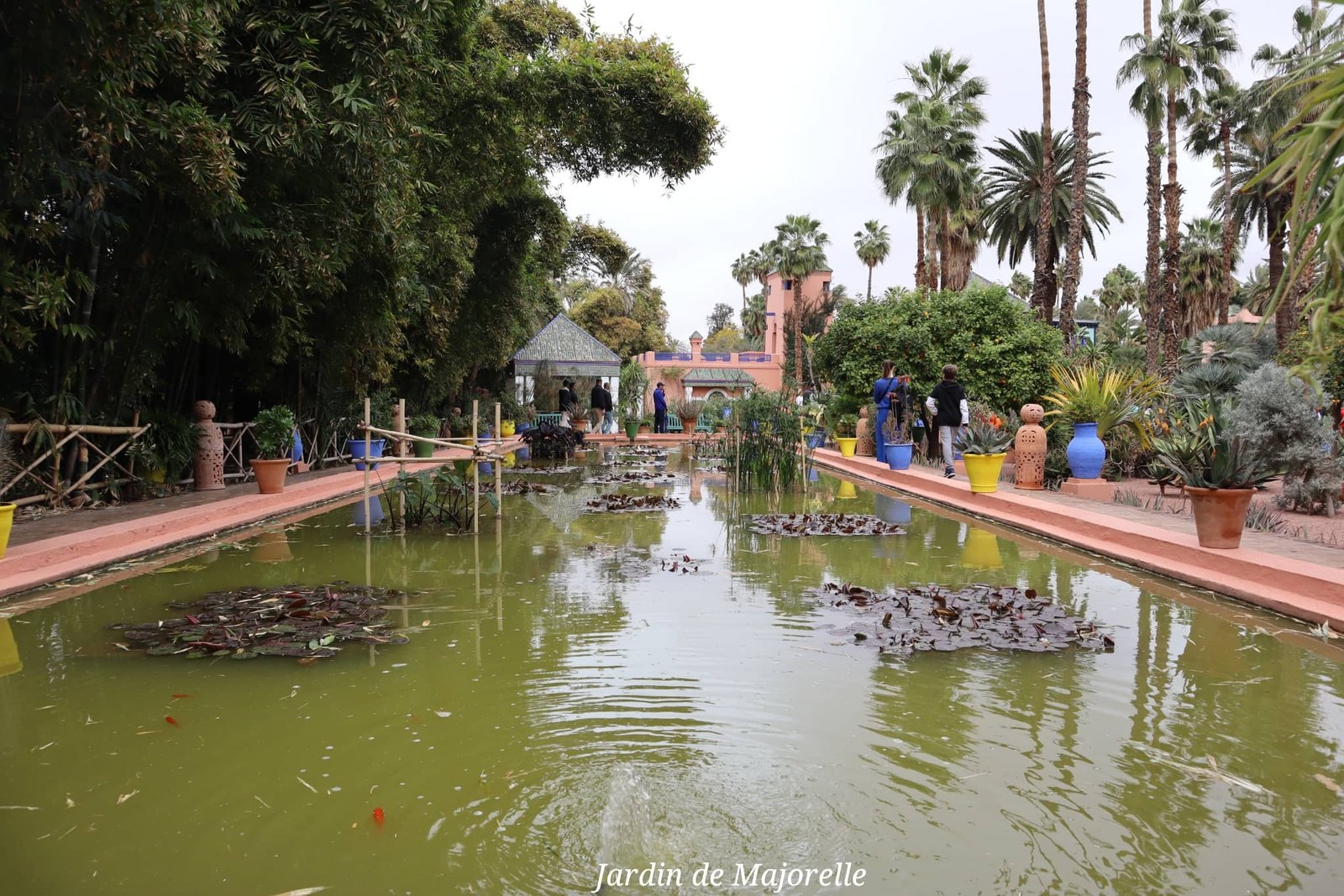 Marrakech - jardin de Majorelle - pièce d'eau - voyage