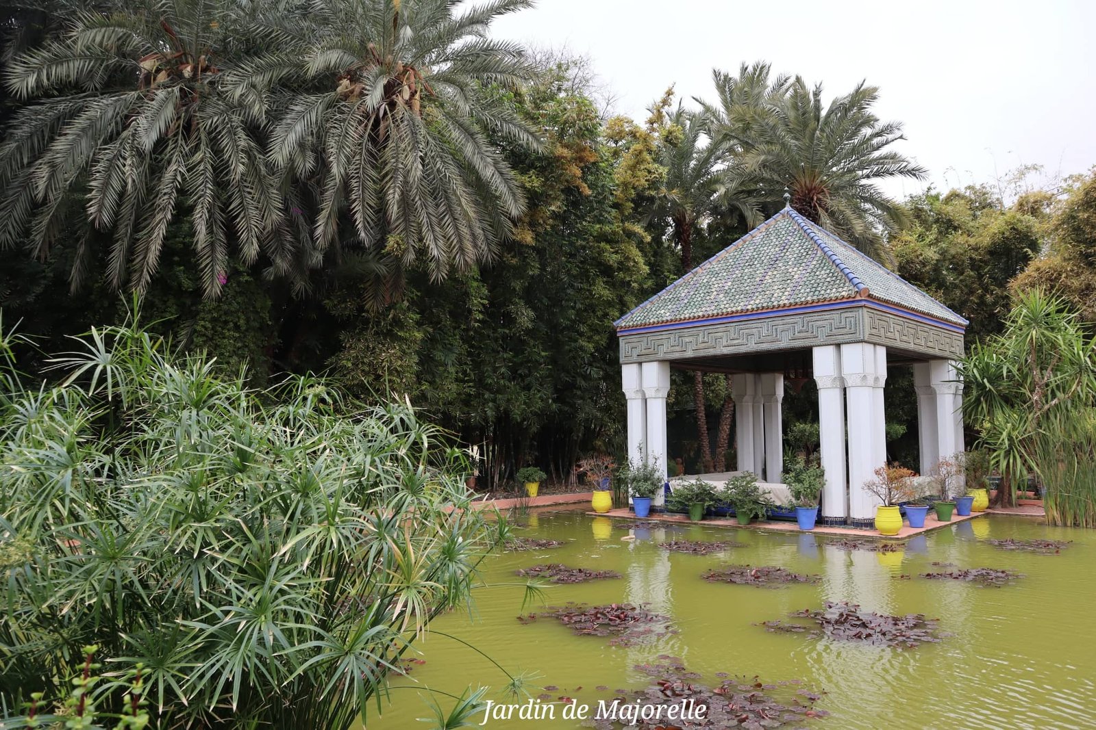 Marrakech - jardin de Majorelle - pièce d'eau - voyage