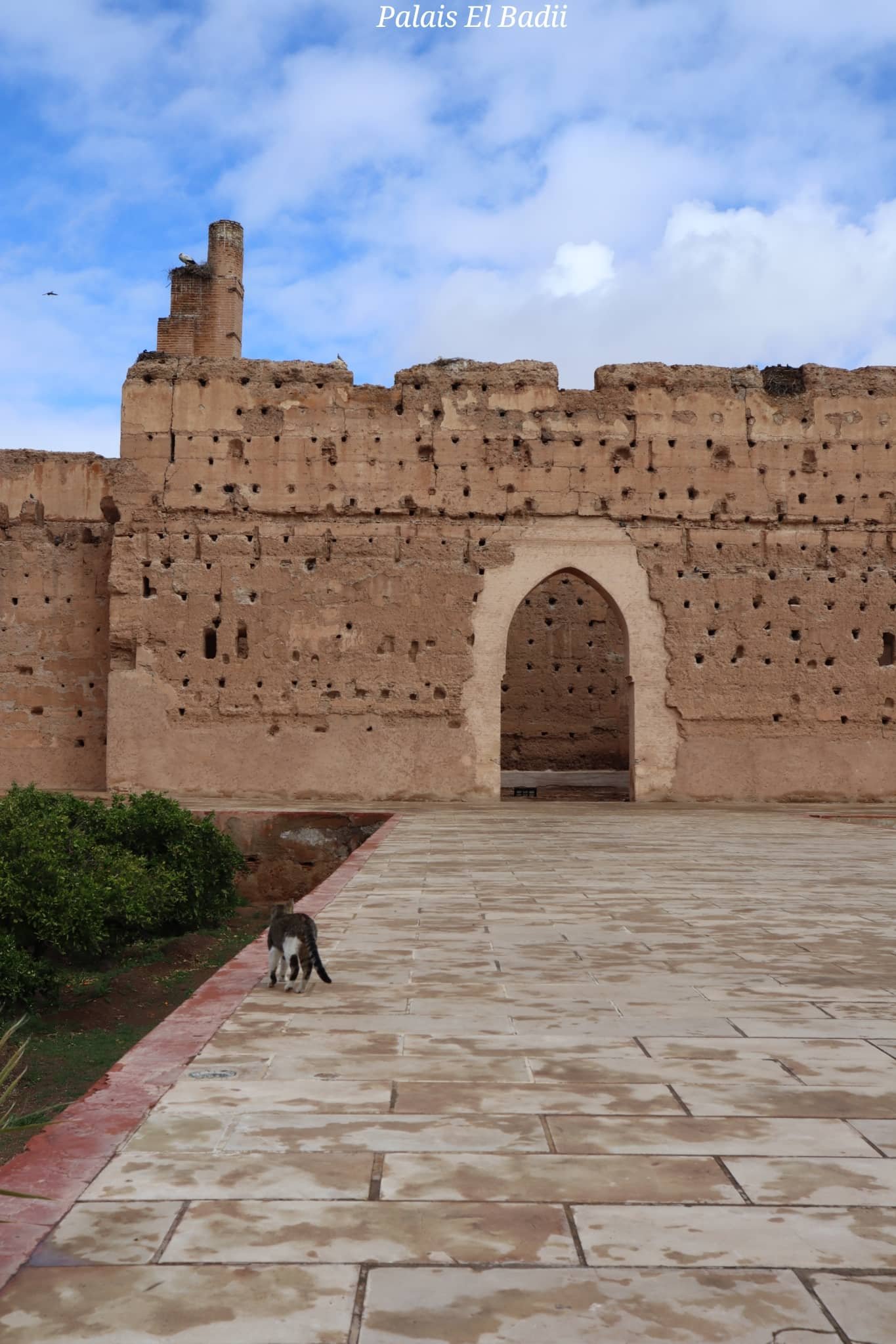 Marrakech - Palais el Badii - chat - mur en pierre - voyage