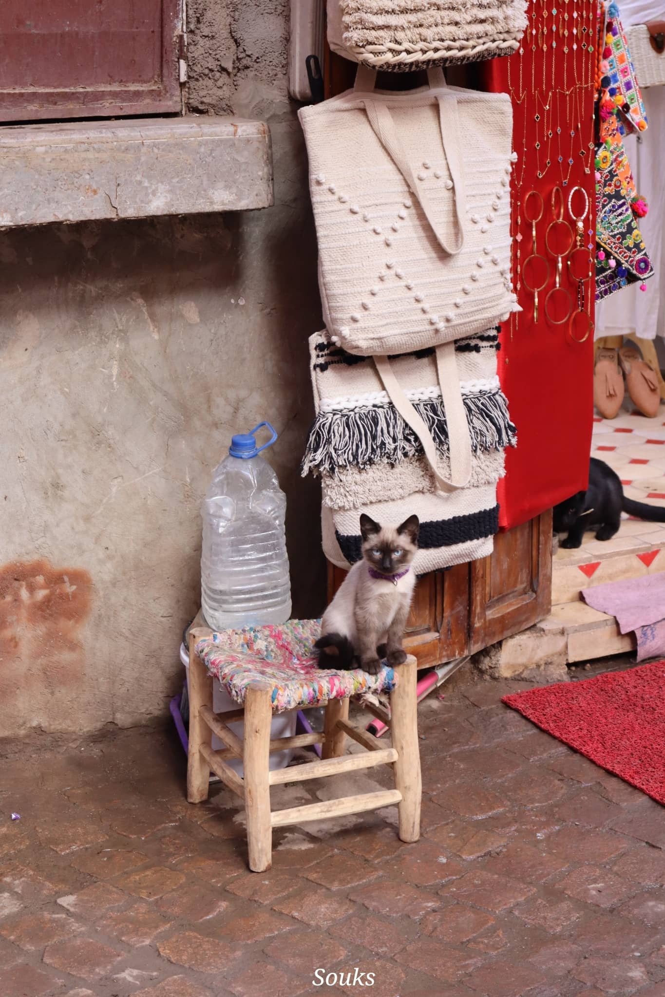 Marrakech - souks - chaton - voyage