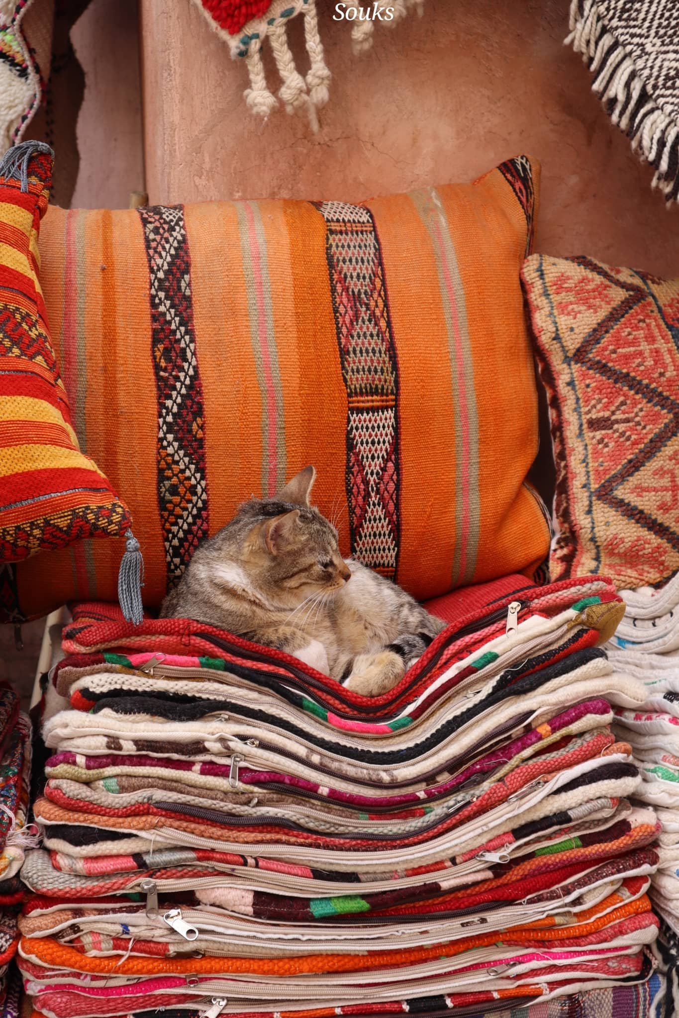 Marrakech - souks - chat - voyage