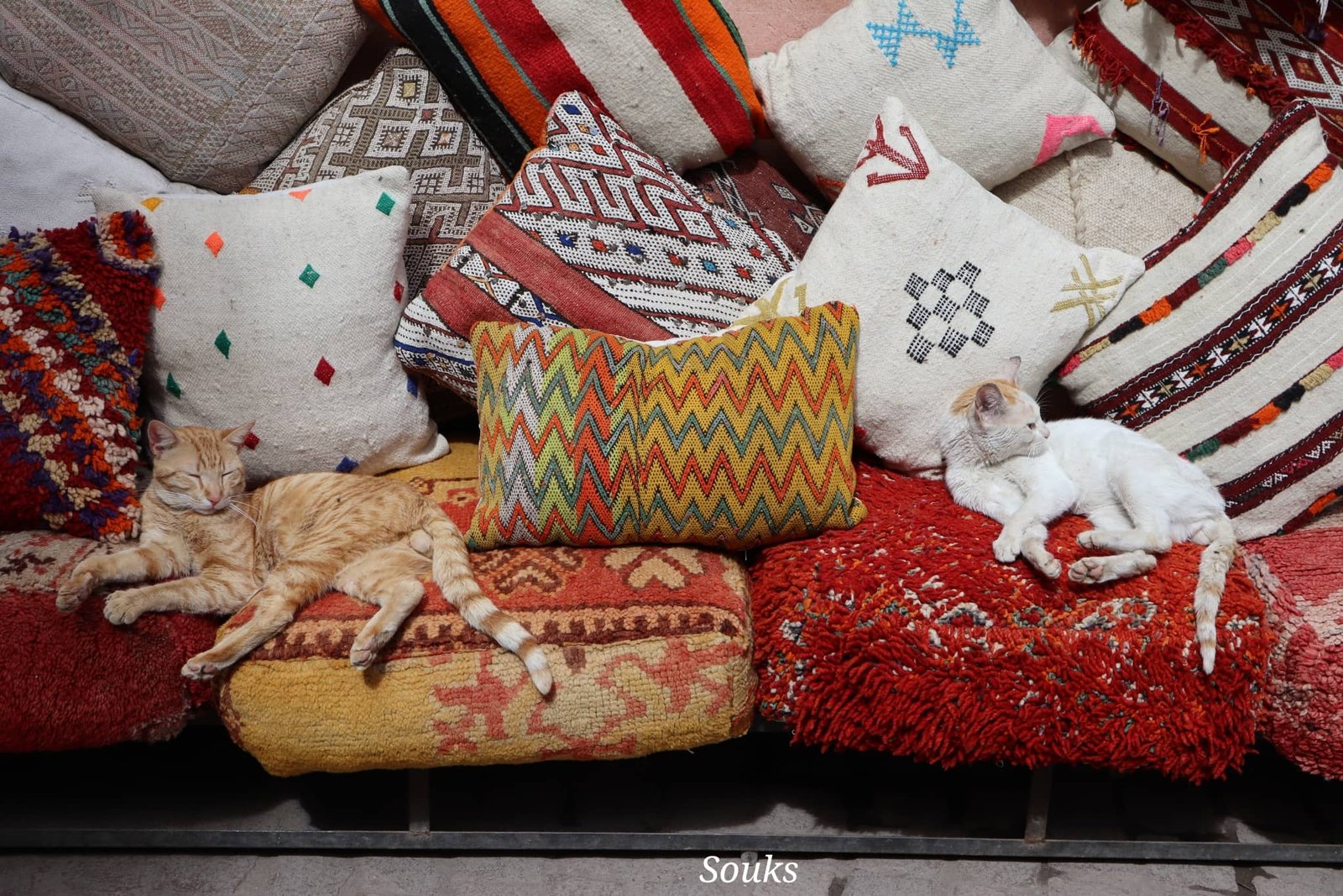 Marrakech - souks - chat - voyage